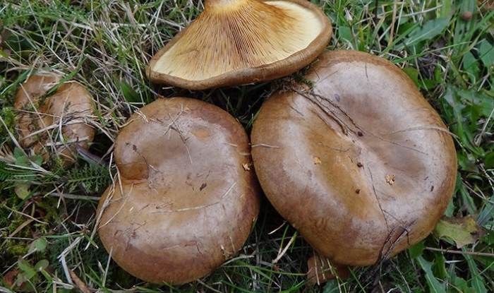 Дунька гриб свинушка