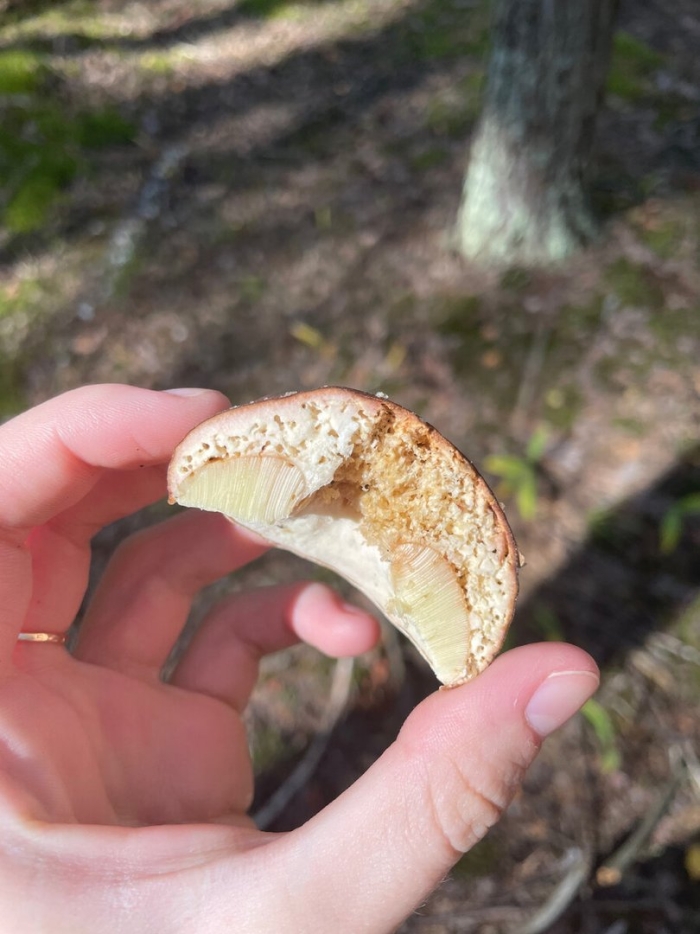 Гриб чешуйчатка обыкновенная pholiota squarrosa