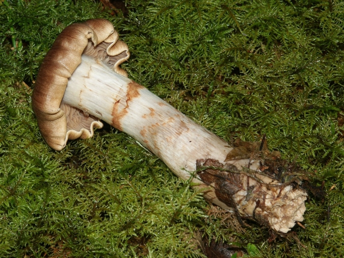 Мацутакэ (tricholoma matsutake)