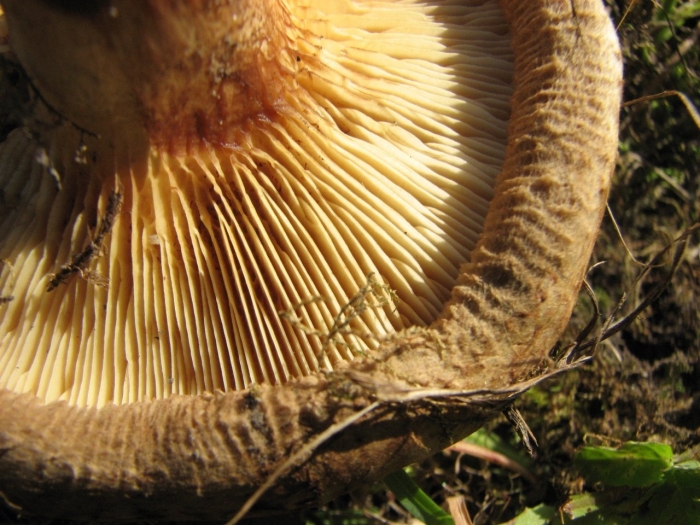 Свинушка тонкая гриб