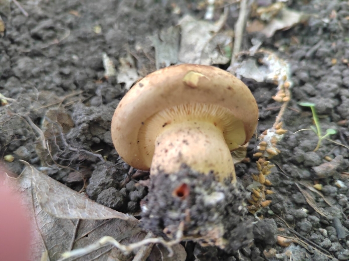 Гиропор каштановый gyroporus castaneus