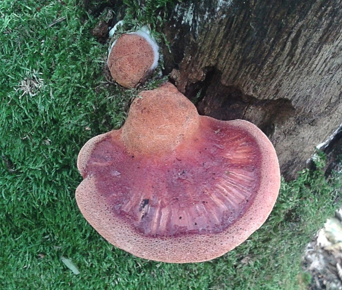 Fistulina hepatica гриб