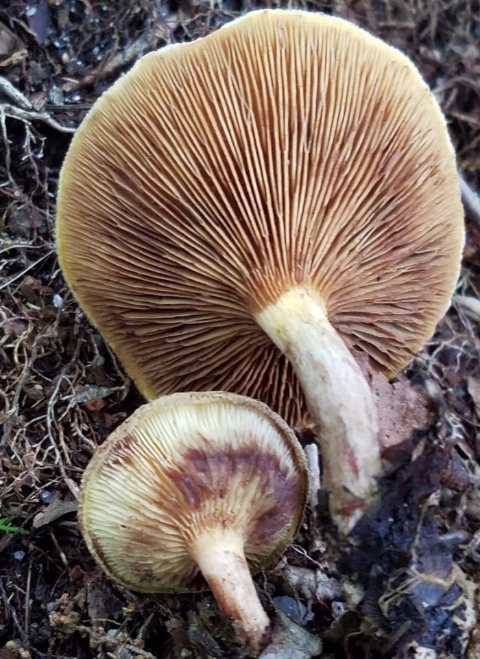 Гриб свинушка тонкая