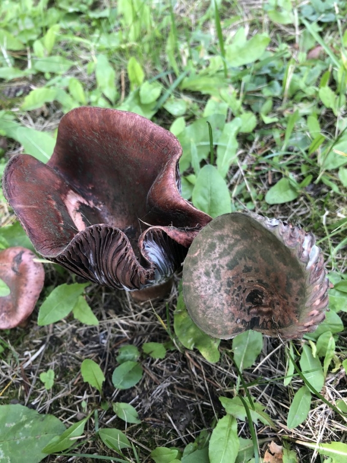 Мокруха пурпуровая (chroogomphus rutilus)