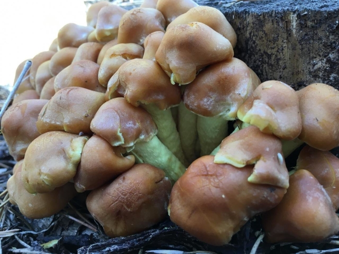 Грибы дарьина губа