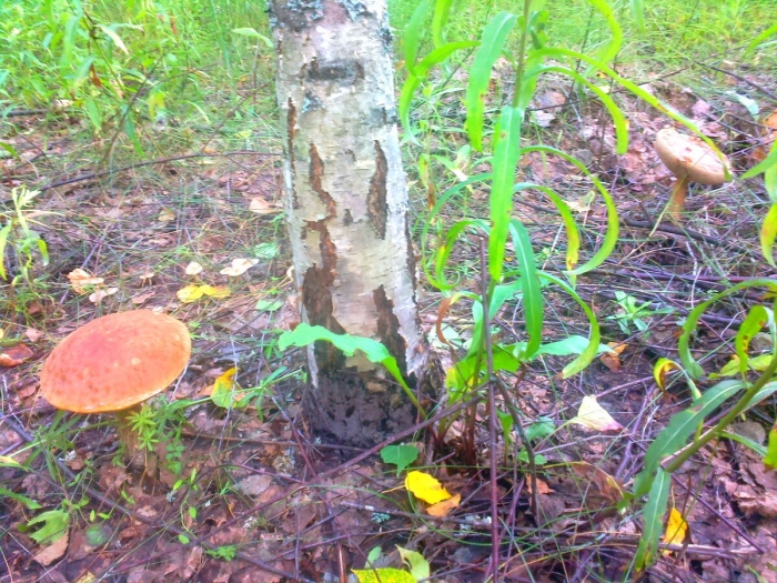 Гриб коровья губа