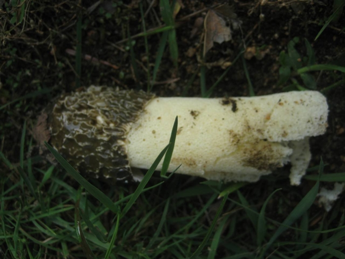 Весёлка обыкновенная гриб