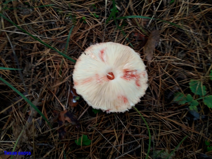 Гриб зонтик краснеющий chlorophyllum rhacodes