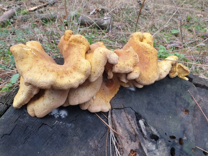 Тапинелла панусовидная