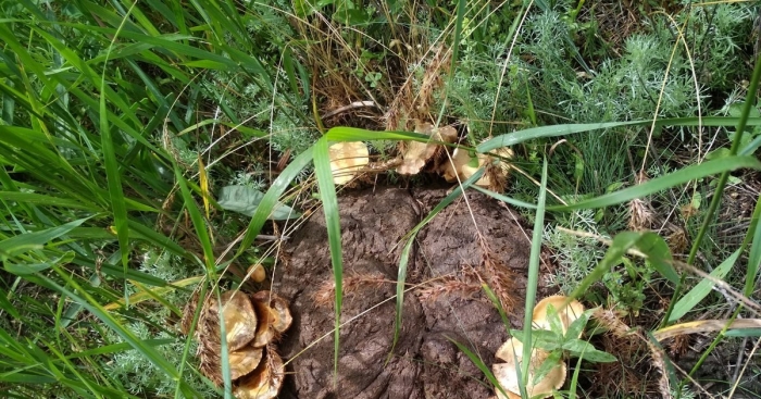 Гриб коровяк