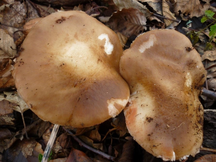 Свинушка бурый гриб