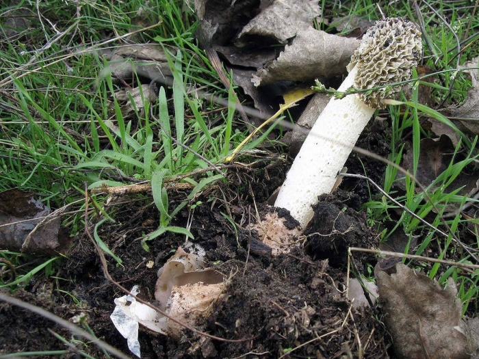 Веселка обыкновенная