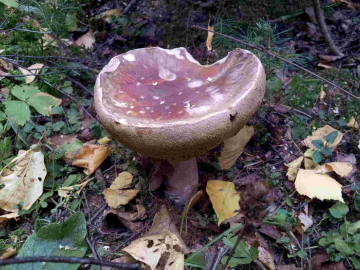 Синявка гриб