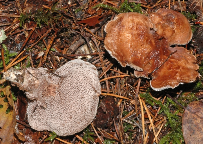 Трутовик ежовик