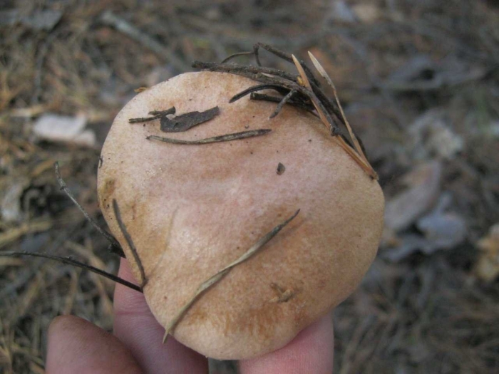 Гриб козляк