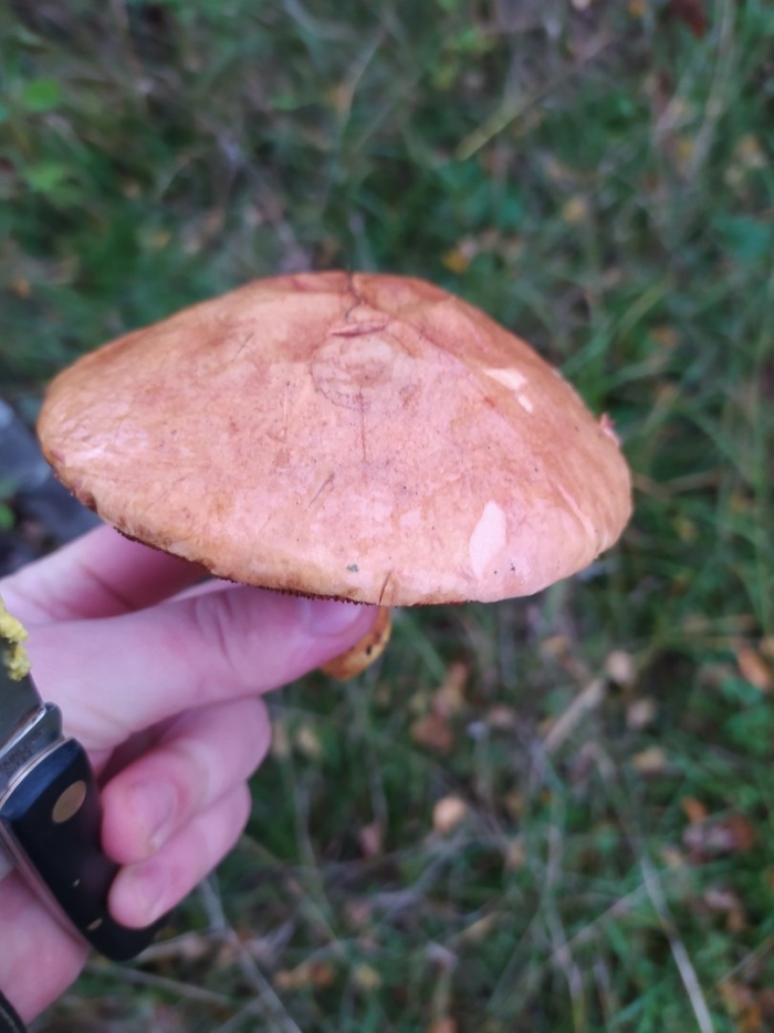 Масленок обыкновенный