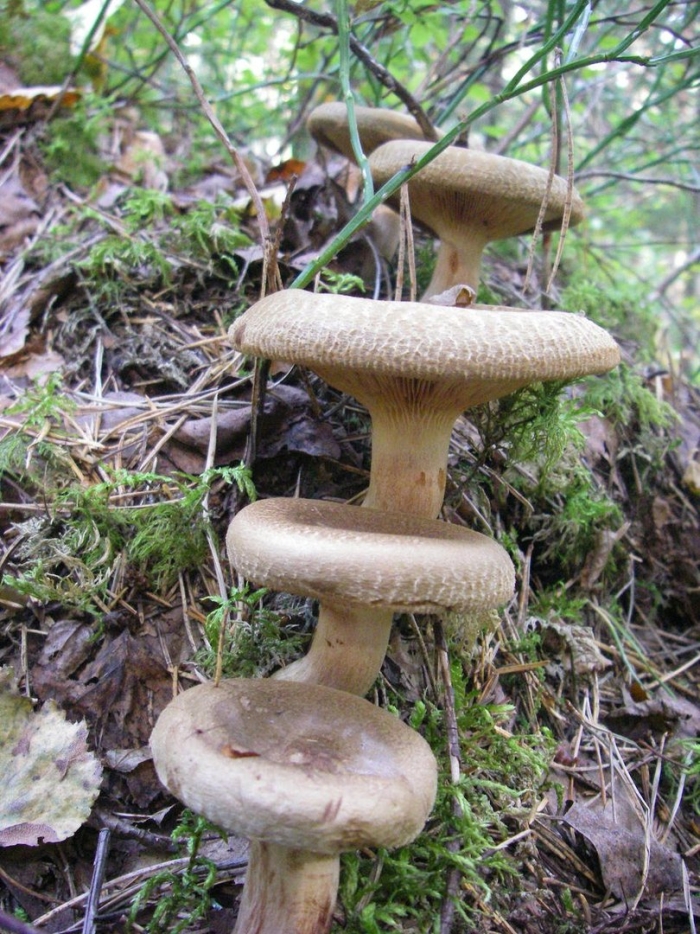 Свинуха говорушка