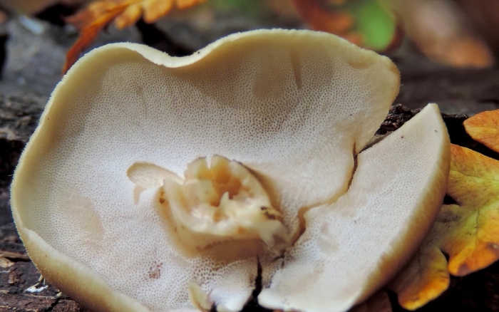 Трутовик вешенки