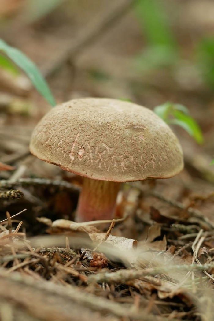 Моховик трещиноватый гриб