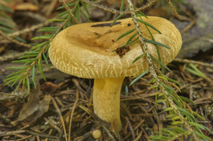 Груздь жёлтый lactarius scrobiculatus