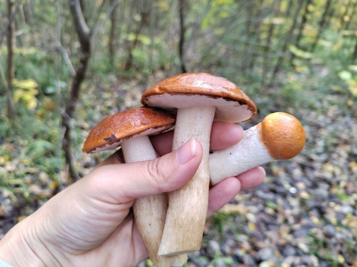 Обабок и подосиновик