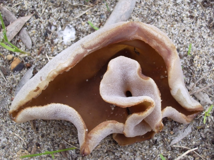 Пецица темно-каштановая (peziza badia)