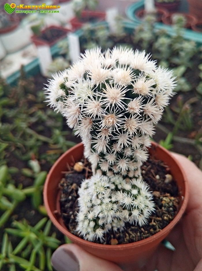 Маммиллярия ветула сноукап