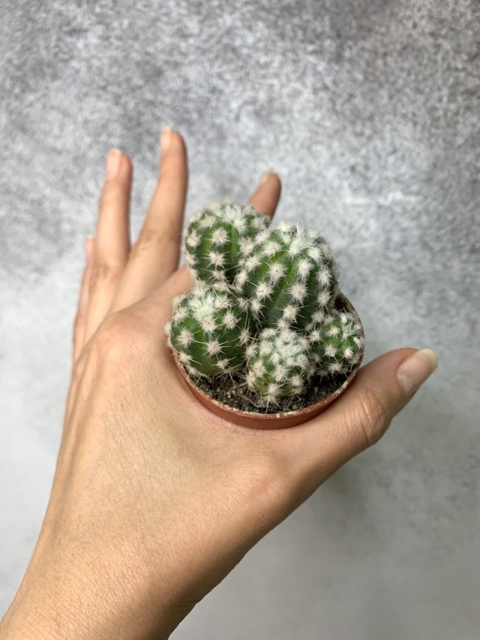 Кактус маммиллярия