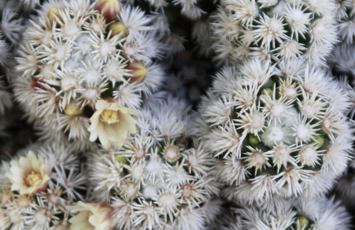 Кактус mammillaria arizona snowcap