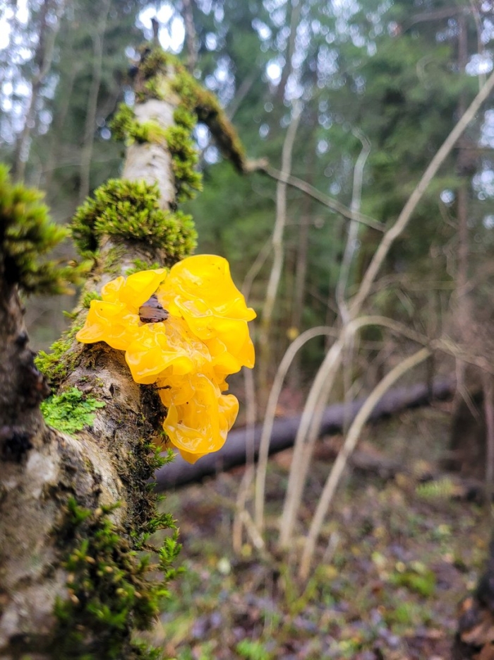 Дрожалка оранжевая гриб