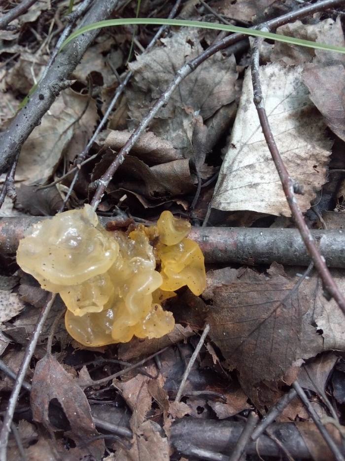 Дрожалка гриб