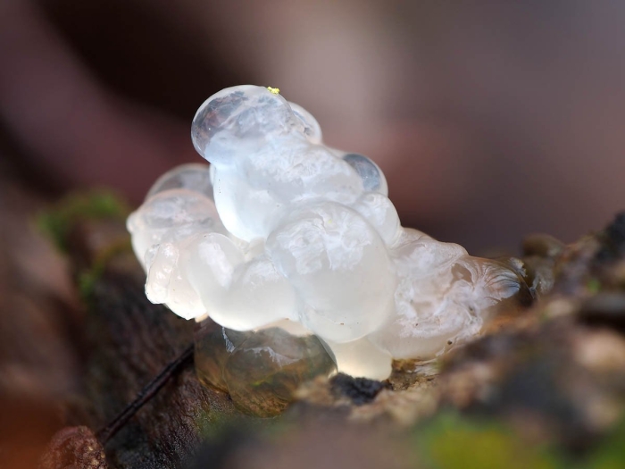 Tremella fuciformis