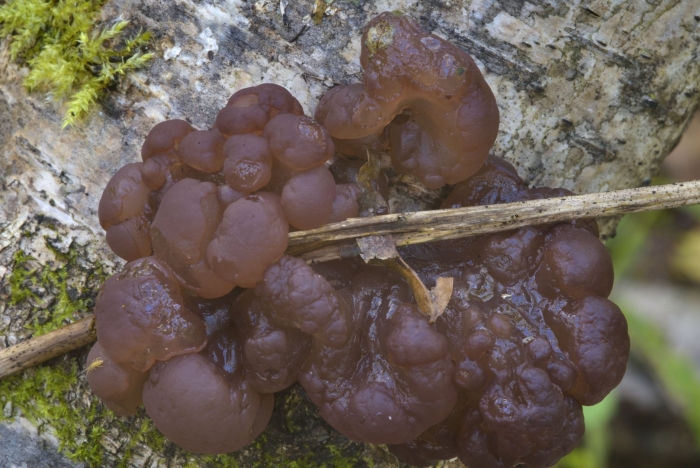 Ascotremella faginea