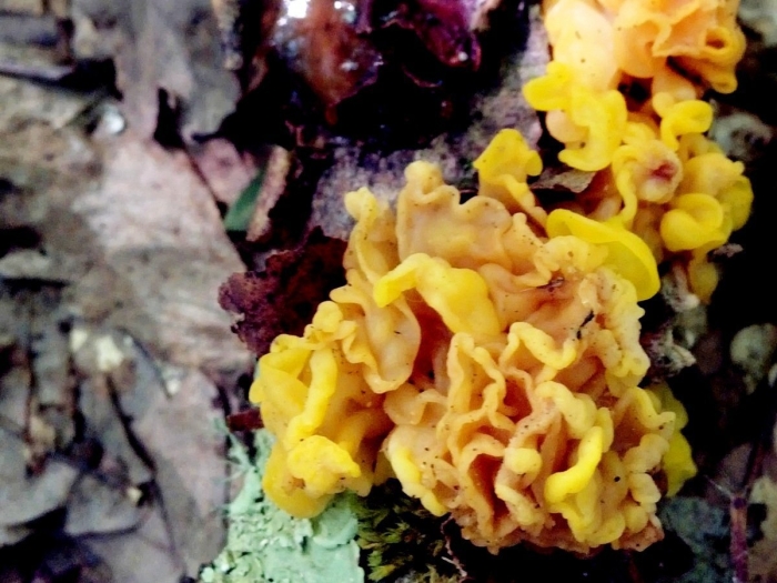 Дрожалка оранжевая tremella mesenterica