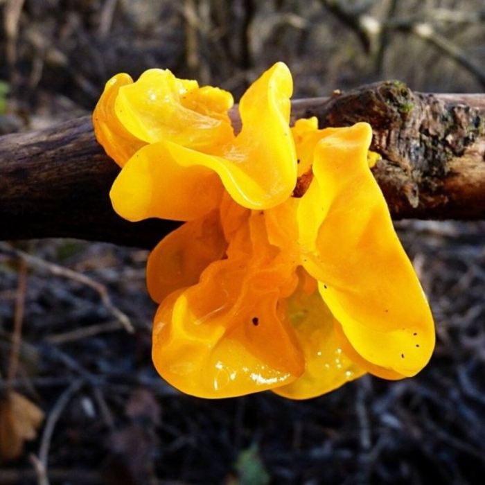 Дрожалка оранжевая tremella mesenterica