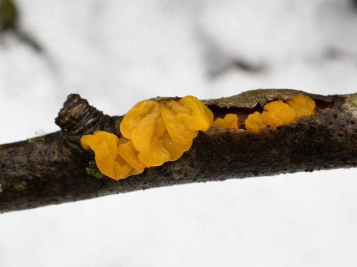 Дрожалка оранжевая tremella mesenterica