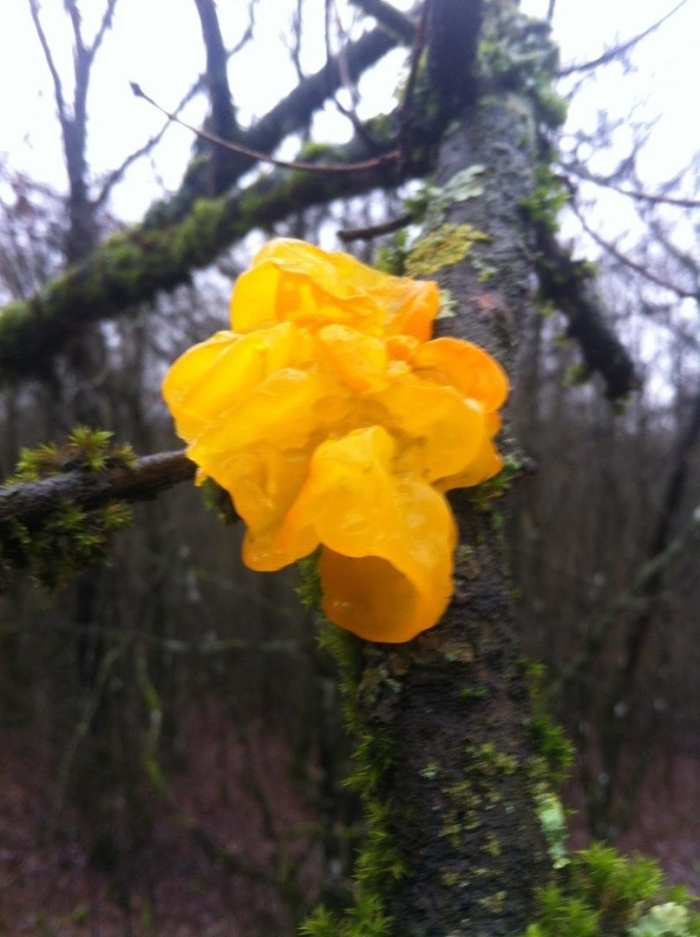 Дрожалка оранжевая tremella mesenterica