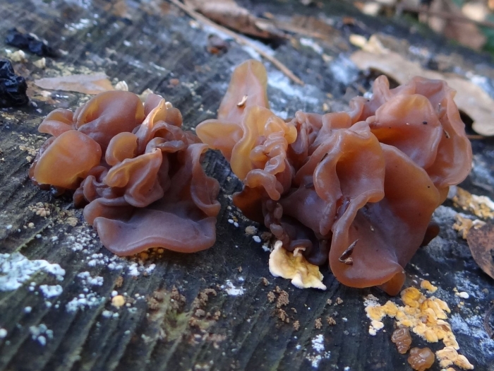 Гриб tremella foliacea