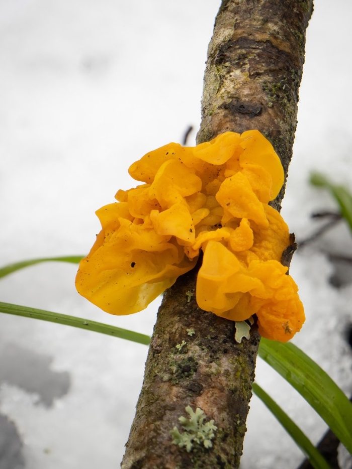 Дрожалка оранжевая tremella mesenterica