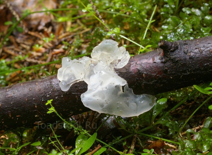 Гриб дрожалка