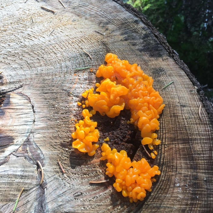 Дрожалка оранжевая tremella mesenterica