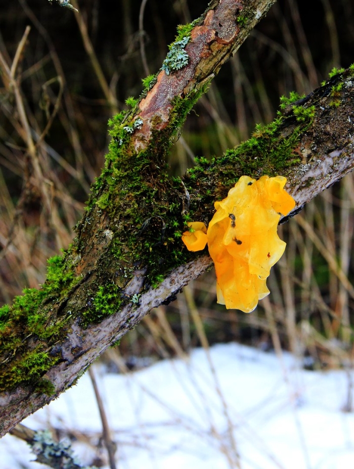 Дрожалка оранжевая гриб