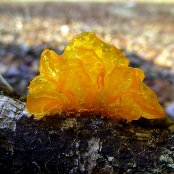 Дрожалка оранжевая tremella mesenterica