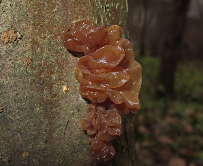 Дрожалка лиственная phaeotremella frondosa