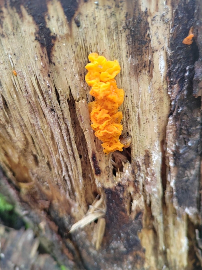 Дрожалка оранжевая tremella mesenterica