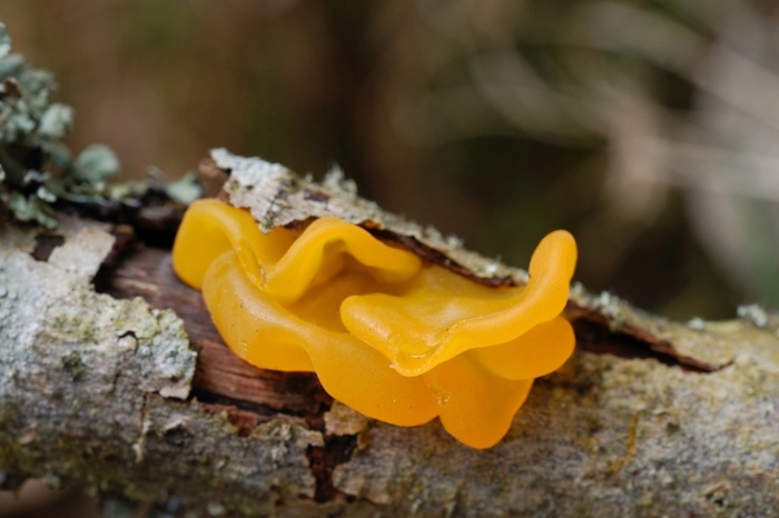 Дрожалка оранжевая tremella mesenterica