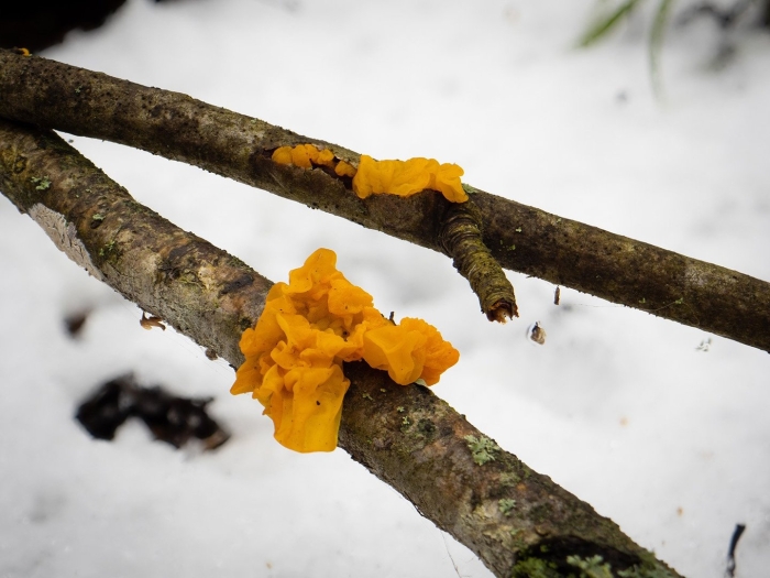 Дрожалка оранжевая