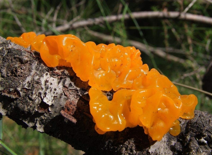 Дрожалка оранжевая tremella mesenterica