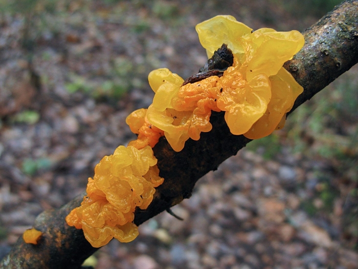 Дрожалка оранжевая tremella mesenterica