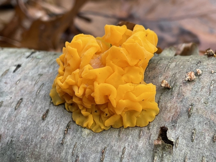 Дрожалка оранжевая tremella mesenterica